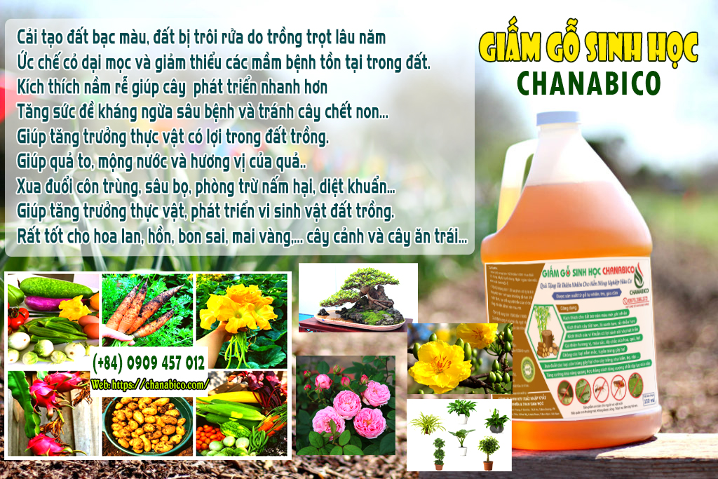Giấm gỗ xua đuổi côn trùng bọ hút chích Chanabico